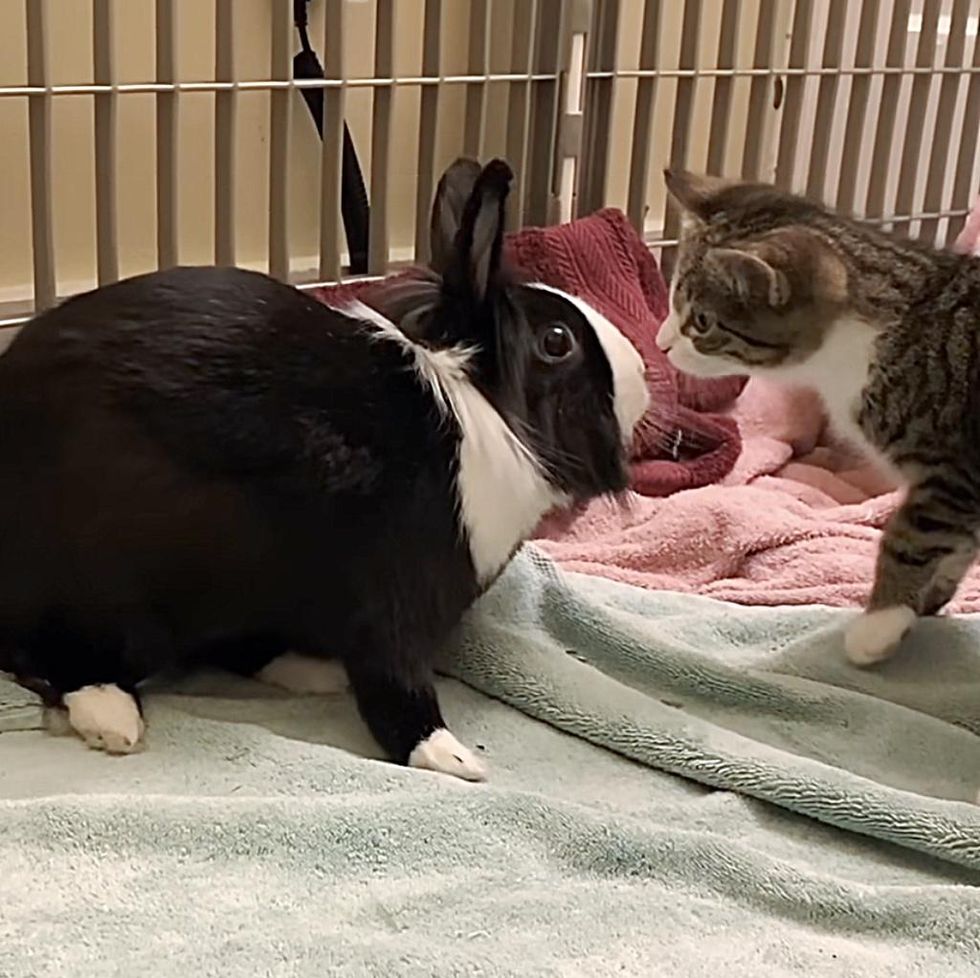 bunny kitten meet greet