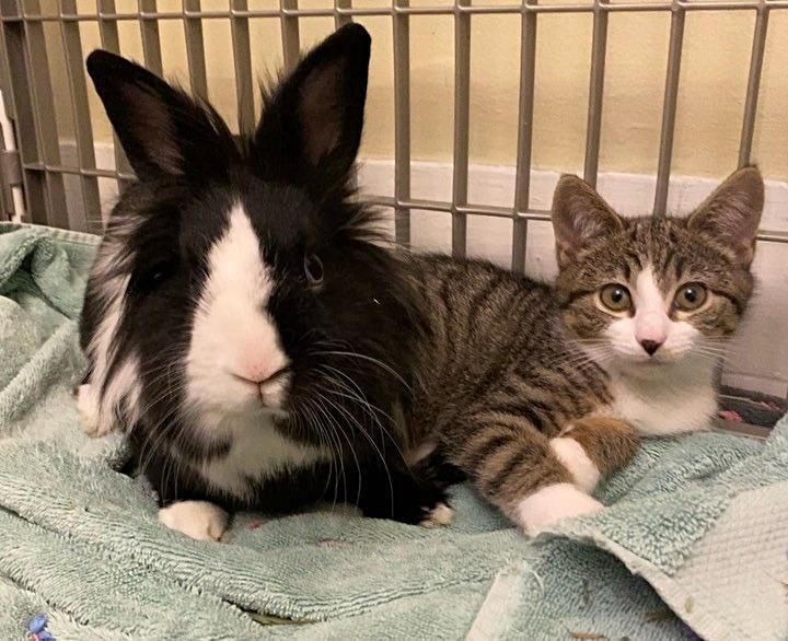 bunny kitten friends