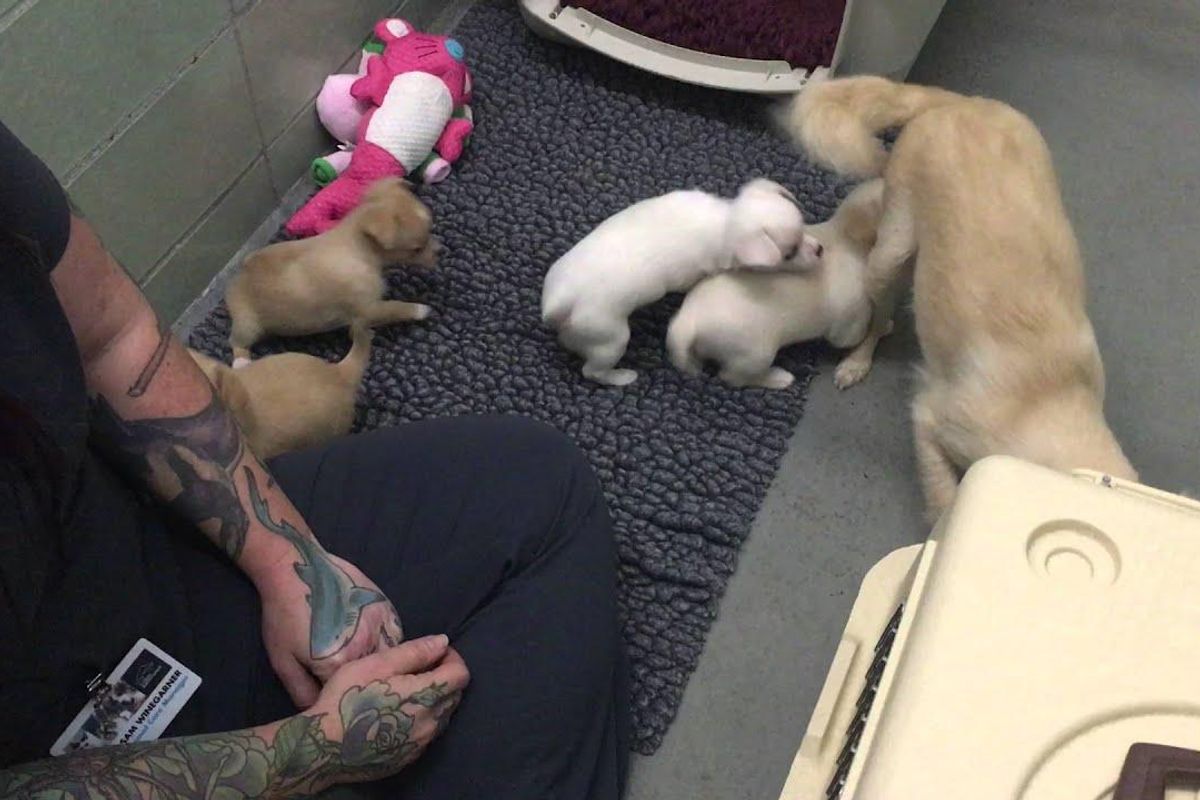 Surrendered dog reunited with puppies after staying in corner