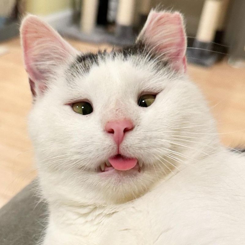 cross eyed cat possum, tongue out cat