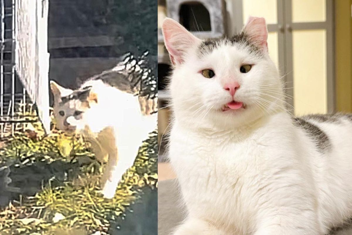 Cat Living Outside Finds Kind Person Who Doesn't Give Up on Him, He Turns into a Real Softie