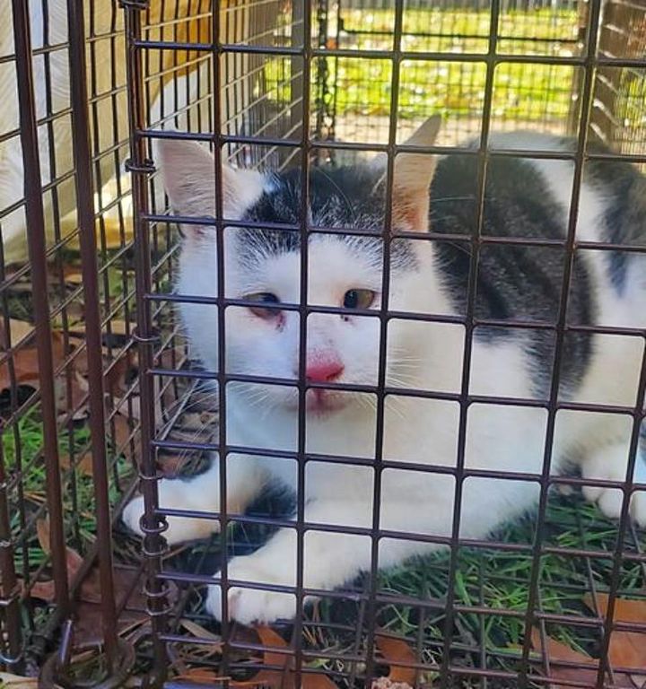 stray cat rescued