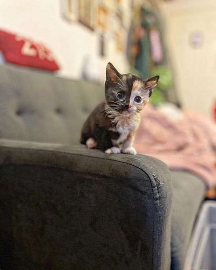 tiny kitten calico, split face kitten