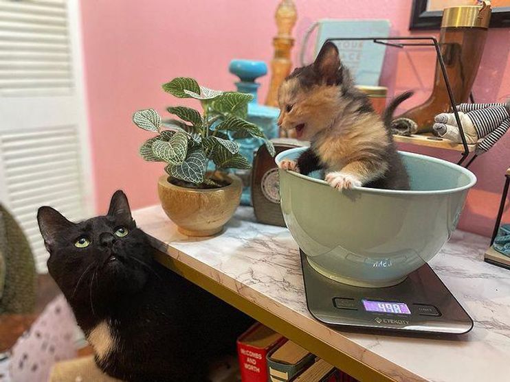 Tiny Kitten Spotted Outside Abandoned Shows So Much Strength, Now Has a Cat  to Watch Her Grow - Love Meow