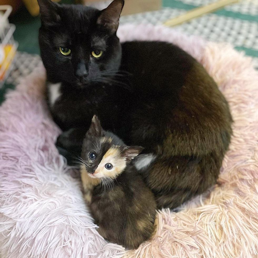 cat snuggling kitten, calico split markings