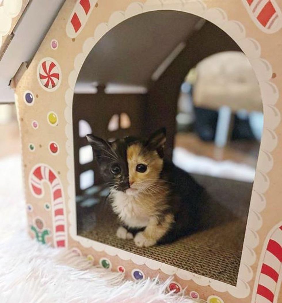 calico kitten candy house