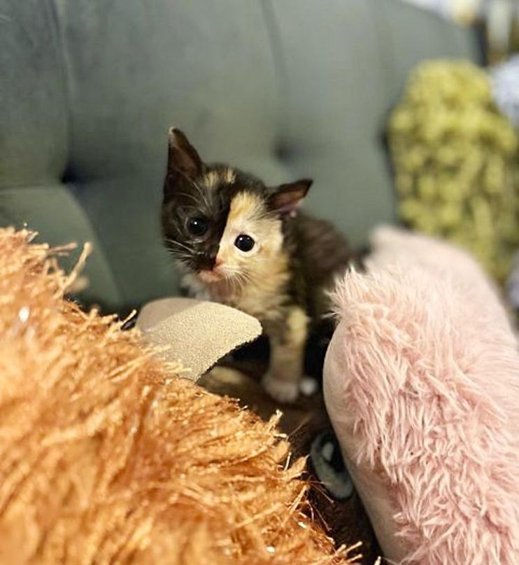 Tiny Kitten Spotted Outside Abandoned Shows So Much Strength, Now Has a Cat  to Watch Her Grow - Love Meow