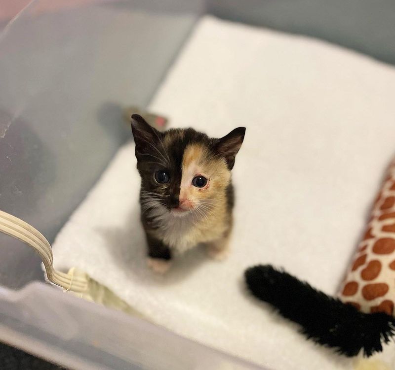 calico split face kitten