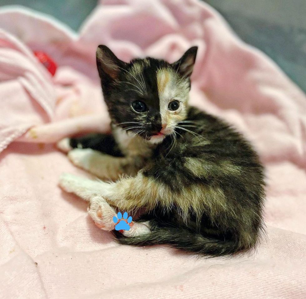 calico kitten phoebe