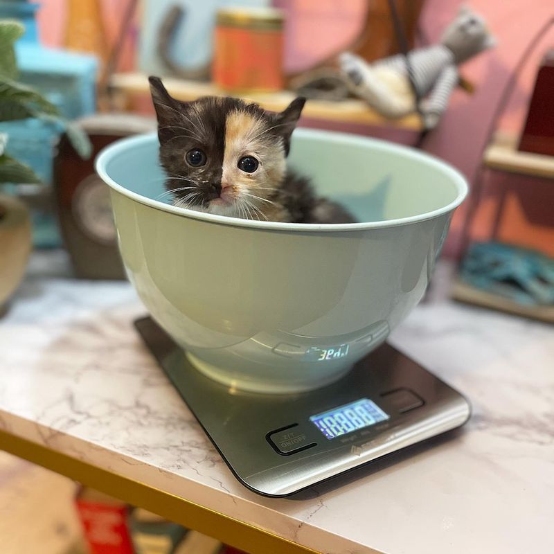 calico kitten split markings, weighing kitten scale