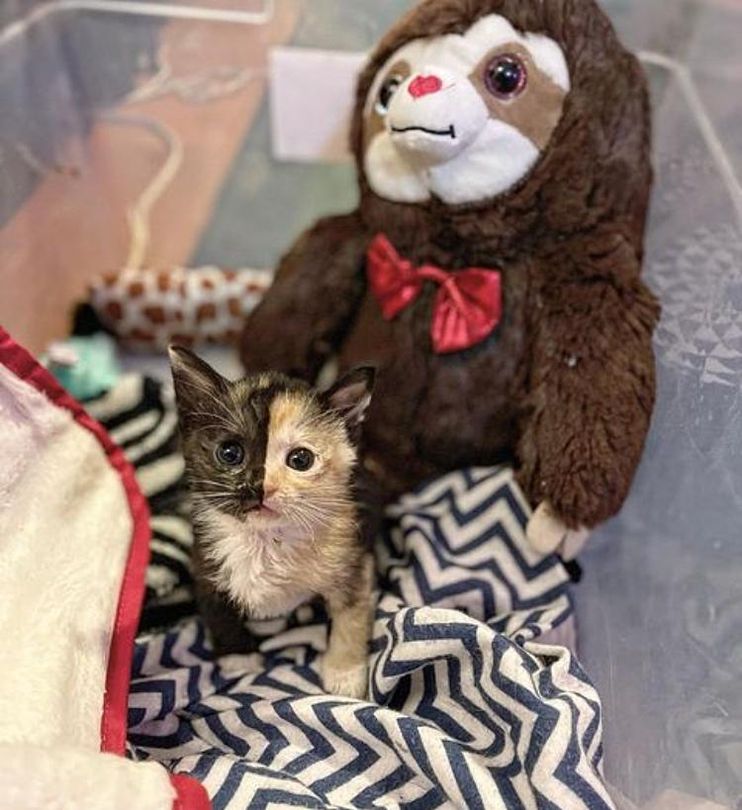 Tiny Kitten Spotted Outside Abandoned Shows So Much Strength, Now Has a Cat  to Watch Her Grow - Love Meow