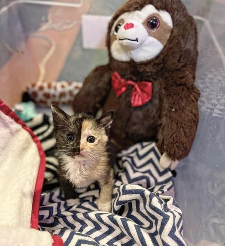 calico kitten split markings