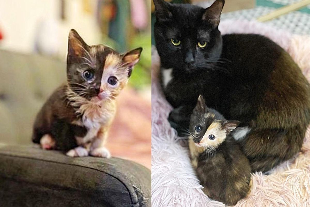 Tiny Kitten Spotted Outside Abandoned Shows So Much Strength, Now Has a Cat to Watch Her Grow