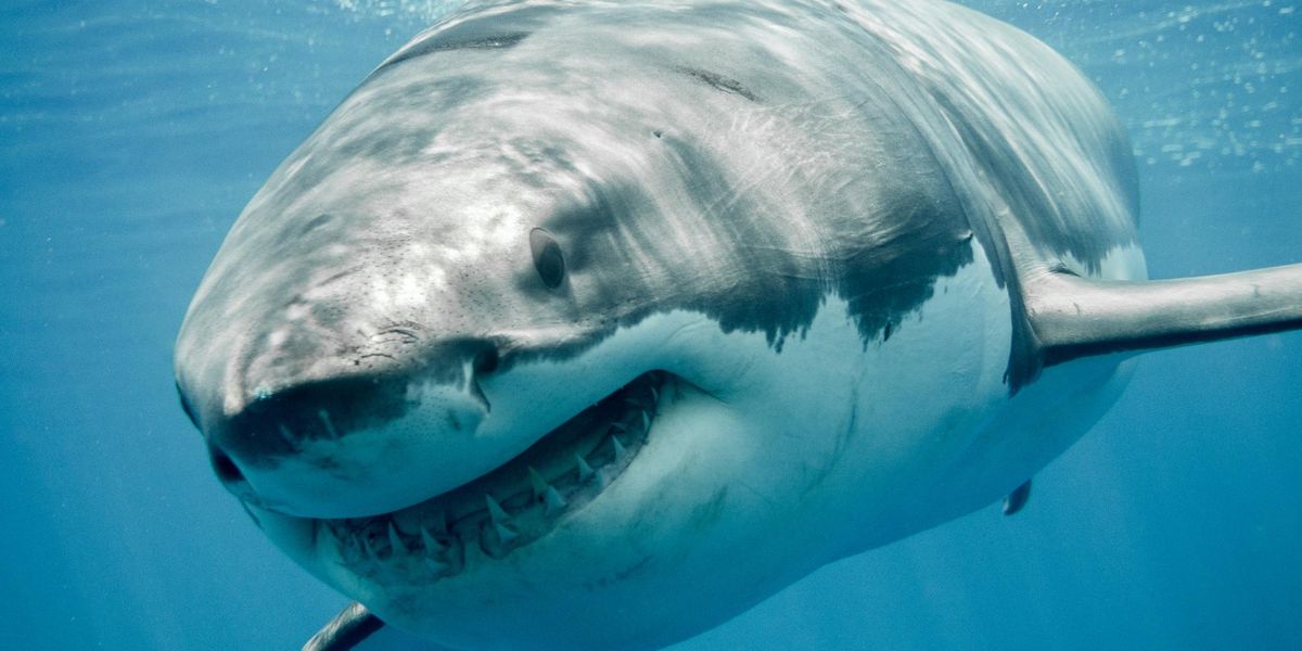Diver decapitated by great white shark, first shark attack in 2023