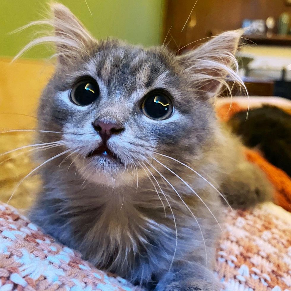 fluffy kitten big eyes