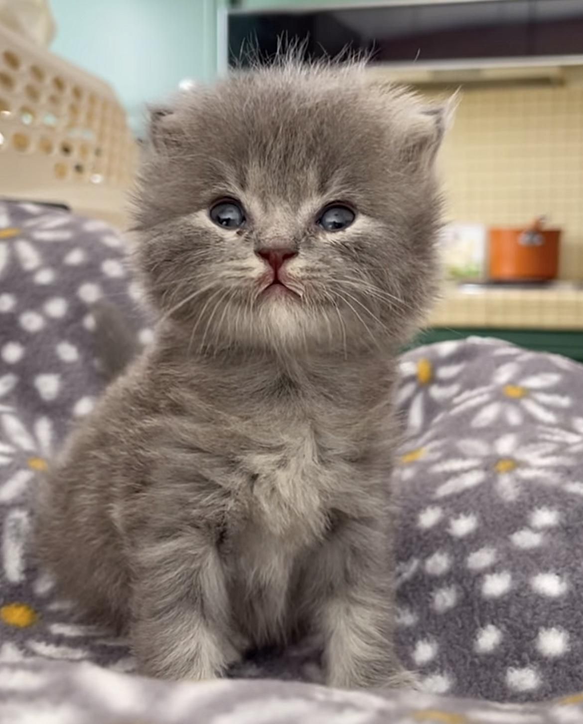 Fluffy gray hot sale kitten