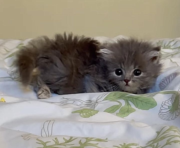 fluffy kitten bed