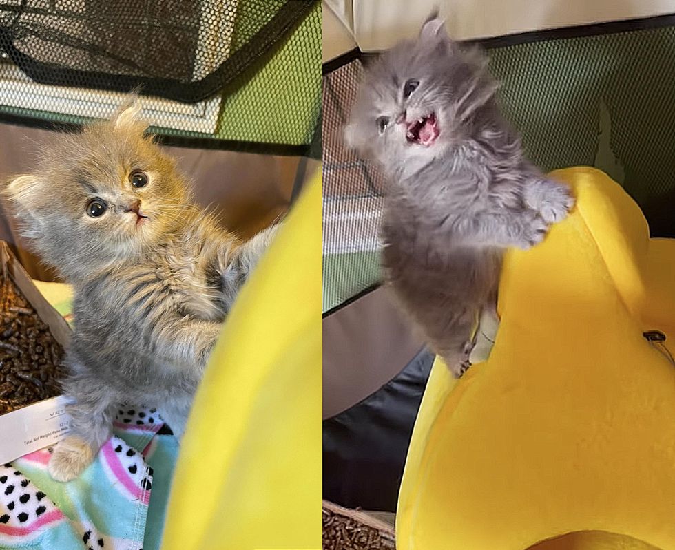 fluffy kitten climbing