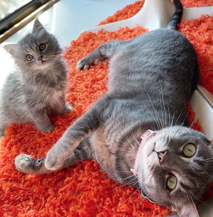 grey cat and kitten