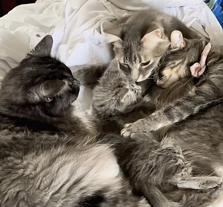 snuggle puddle cats