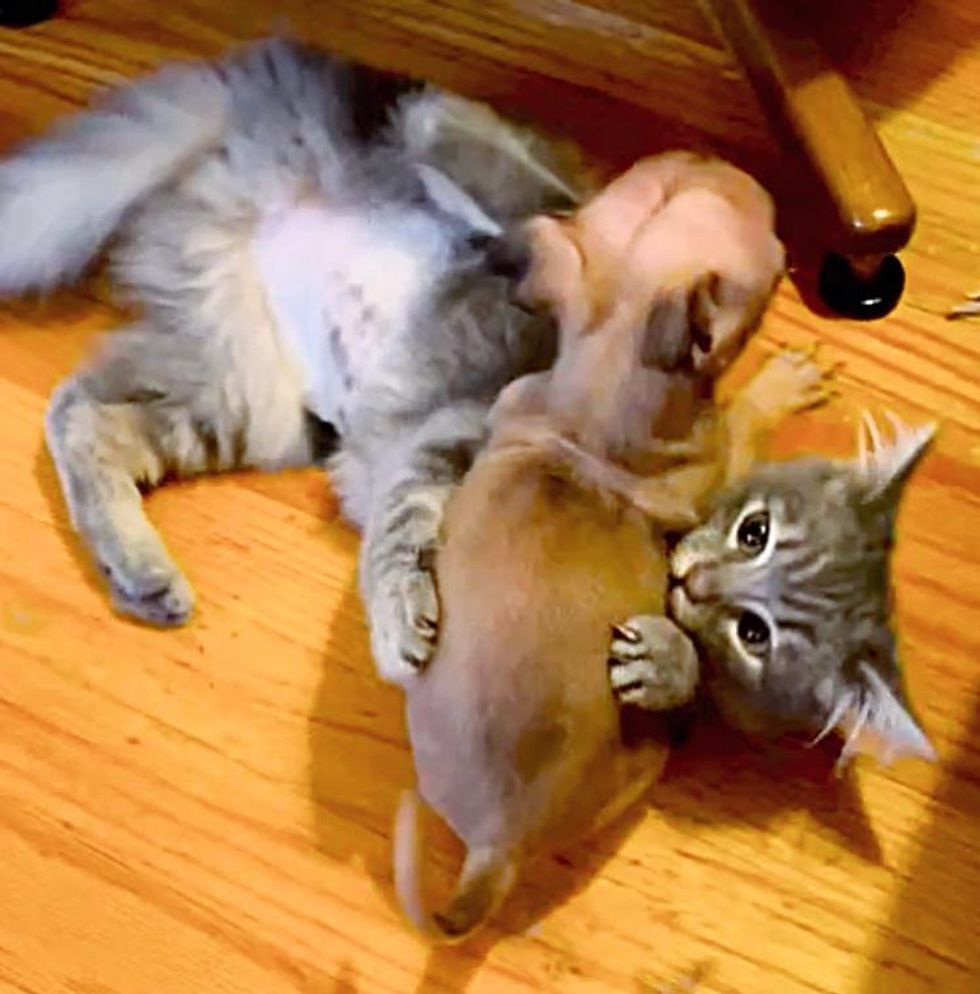 kitten wrestling puppy
