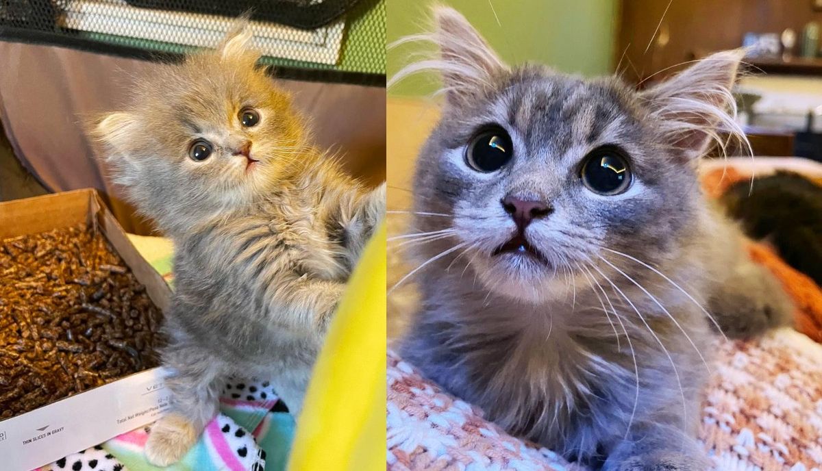 Kitten Snuck into Couple's Life When They Weren't Looking and Didn't Know They Needed Her