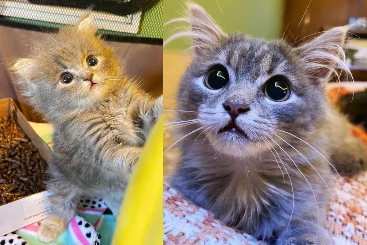 Kitten Snuck into Couple's Life When They Weren't Looking and Didn't Know They Needed Her