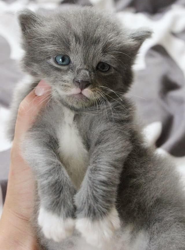 cute kitten mustache