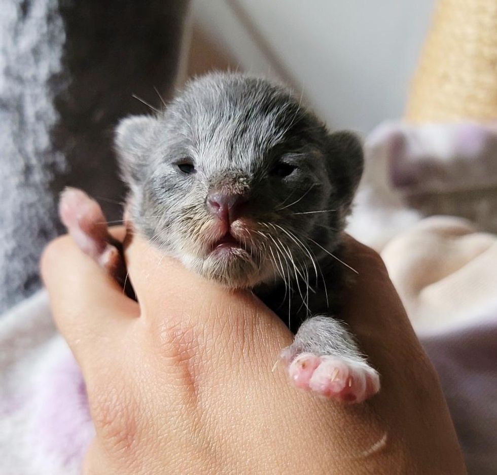 minuscolo gattino appena nato