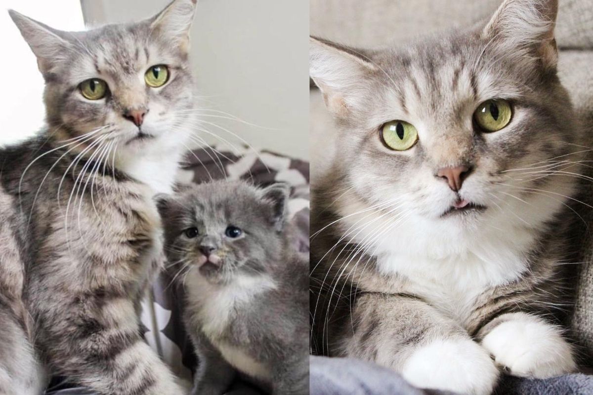 Cat and Her One Kitten Pull Through Together with Help from Many, She Turns into a Stunner