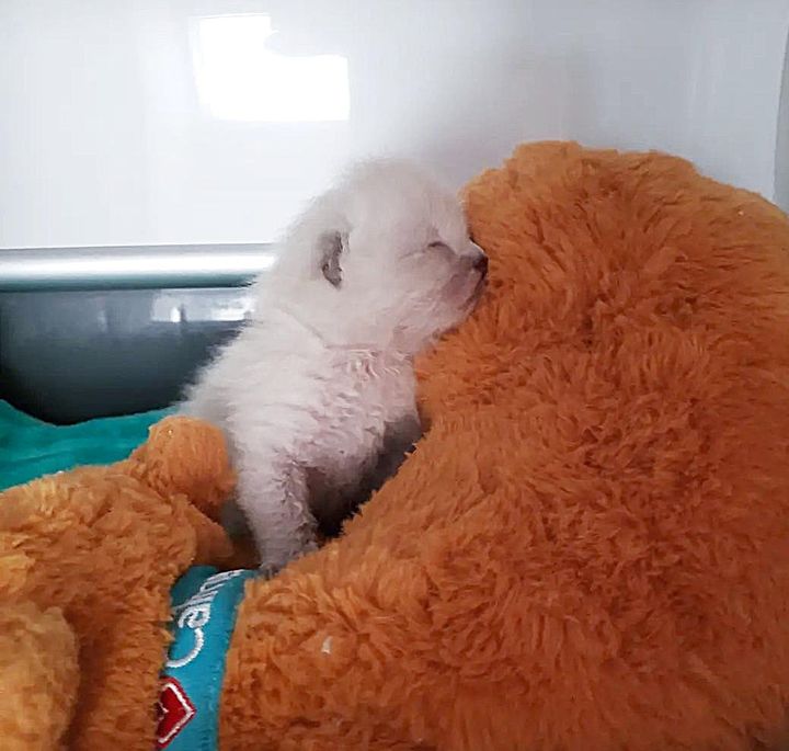 orphaned kitten snuggling