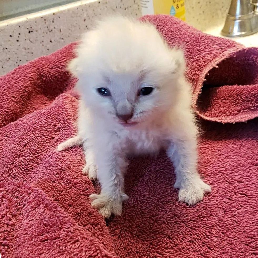 Kittens Both Rescued After Storms in Unique Ways Find Their Path to ...