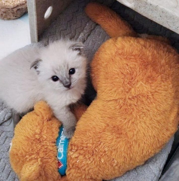 snuggly kitten hiro, kitten plushy toy