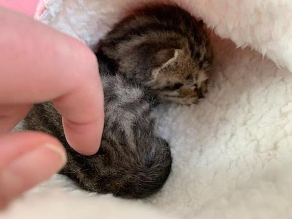 tabby kitten orphan