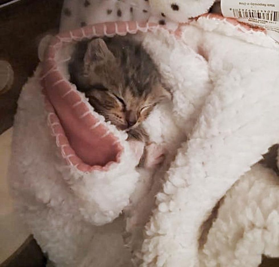 tabby kitten purrito