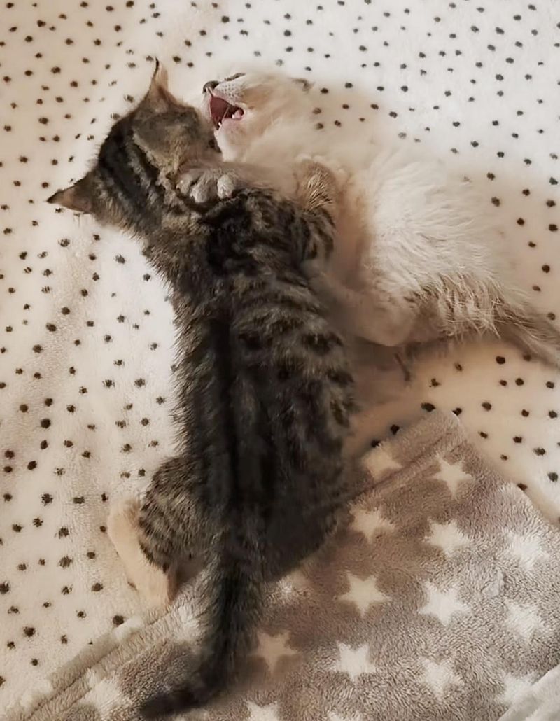 playful kittens