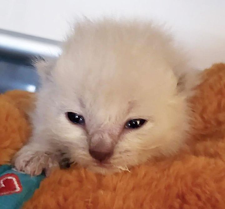 orphaned kitten fluffy