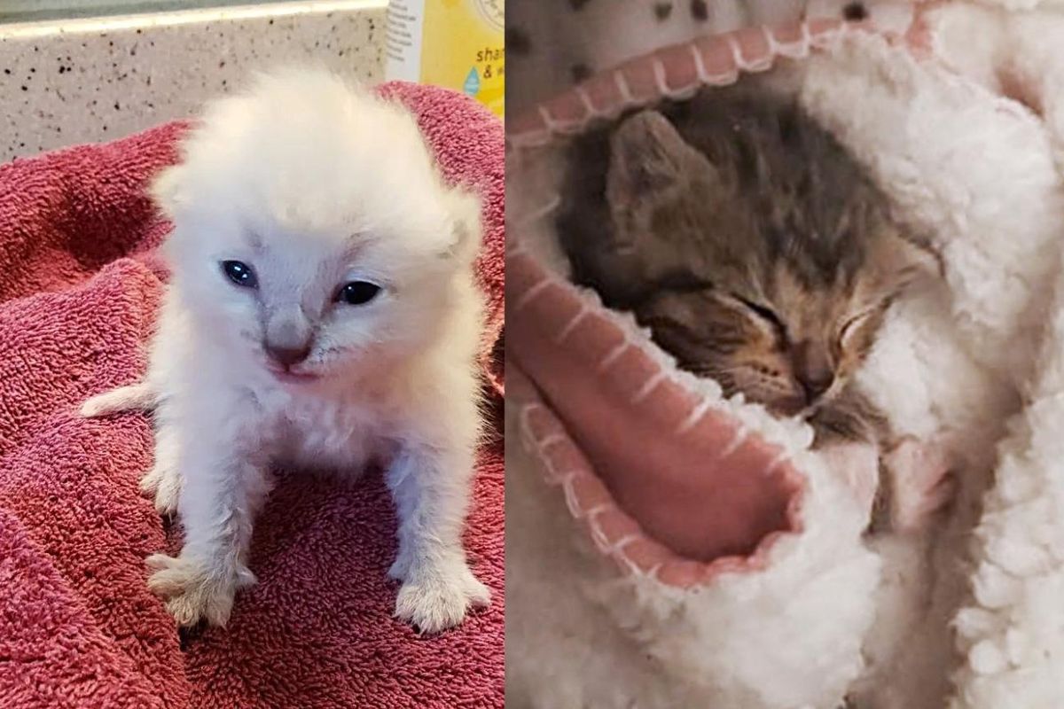 Kittens Both Rescued After Storms in Unique Ways Find Their Path to Each Other One Day