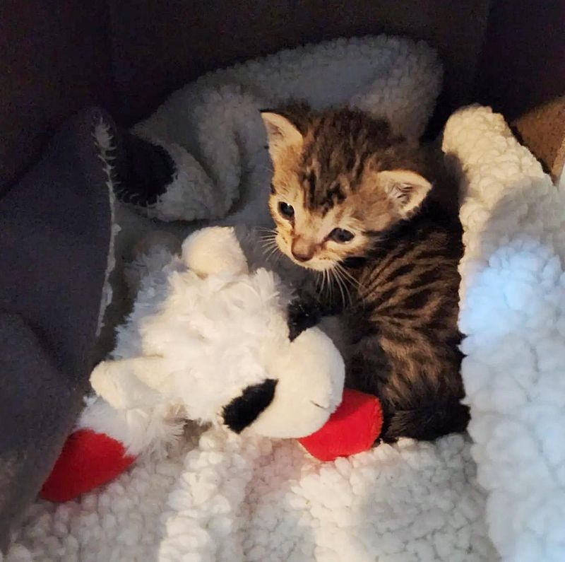 tiny kitten snuggly tabby