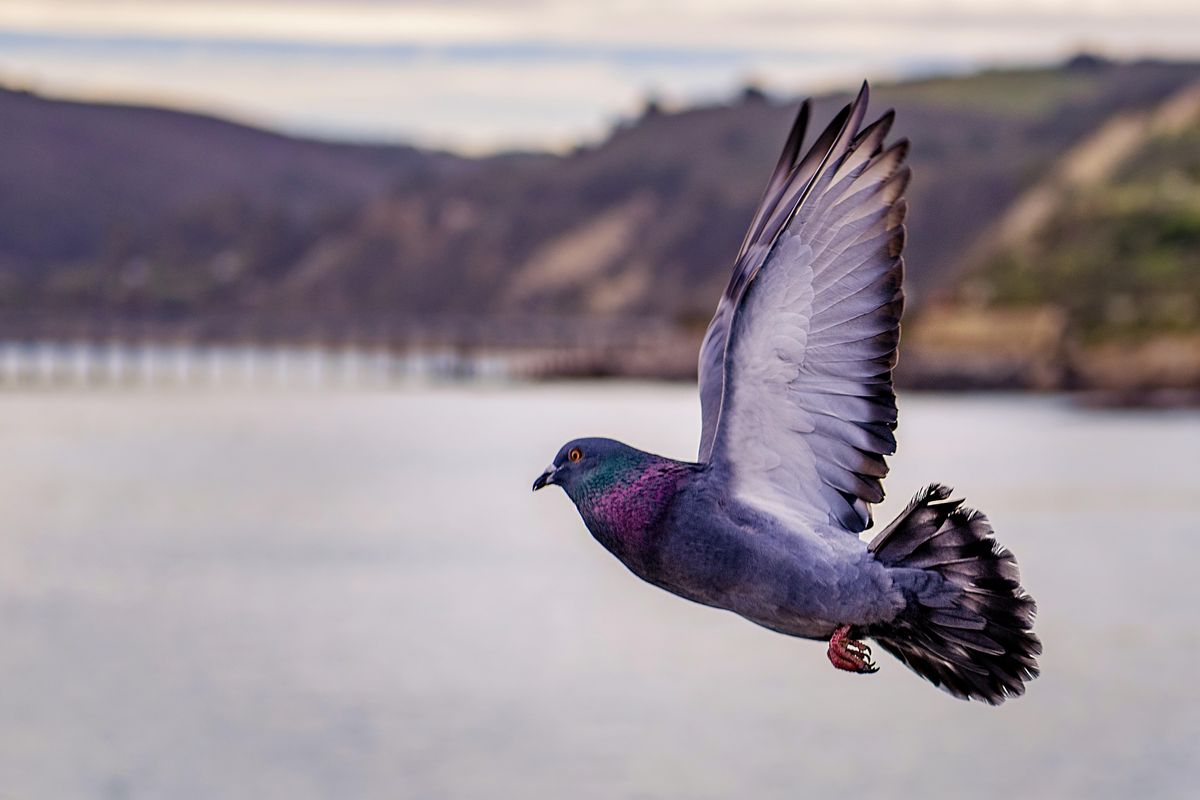 The Saga of Joe the Pigeon, the American Bird on Australian Death Row