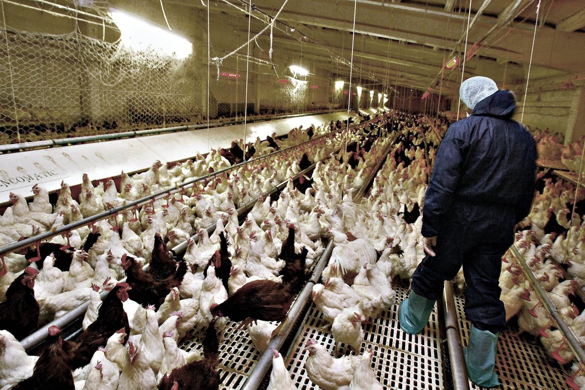 La furia verde ora colpisce gli allevamenti di bestiame