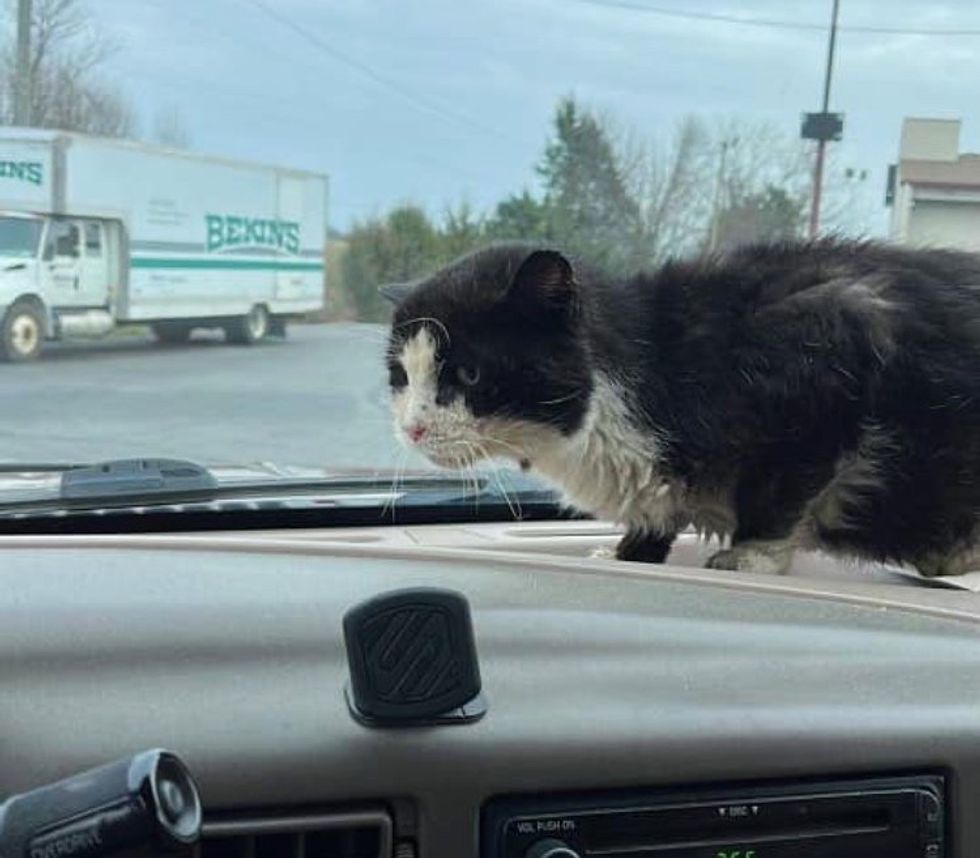 stray cat car