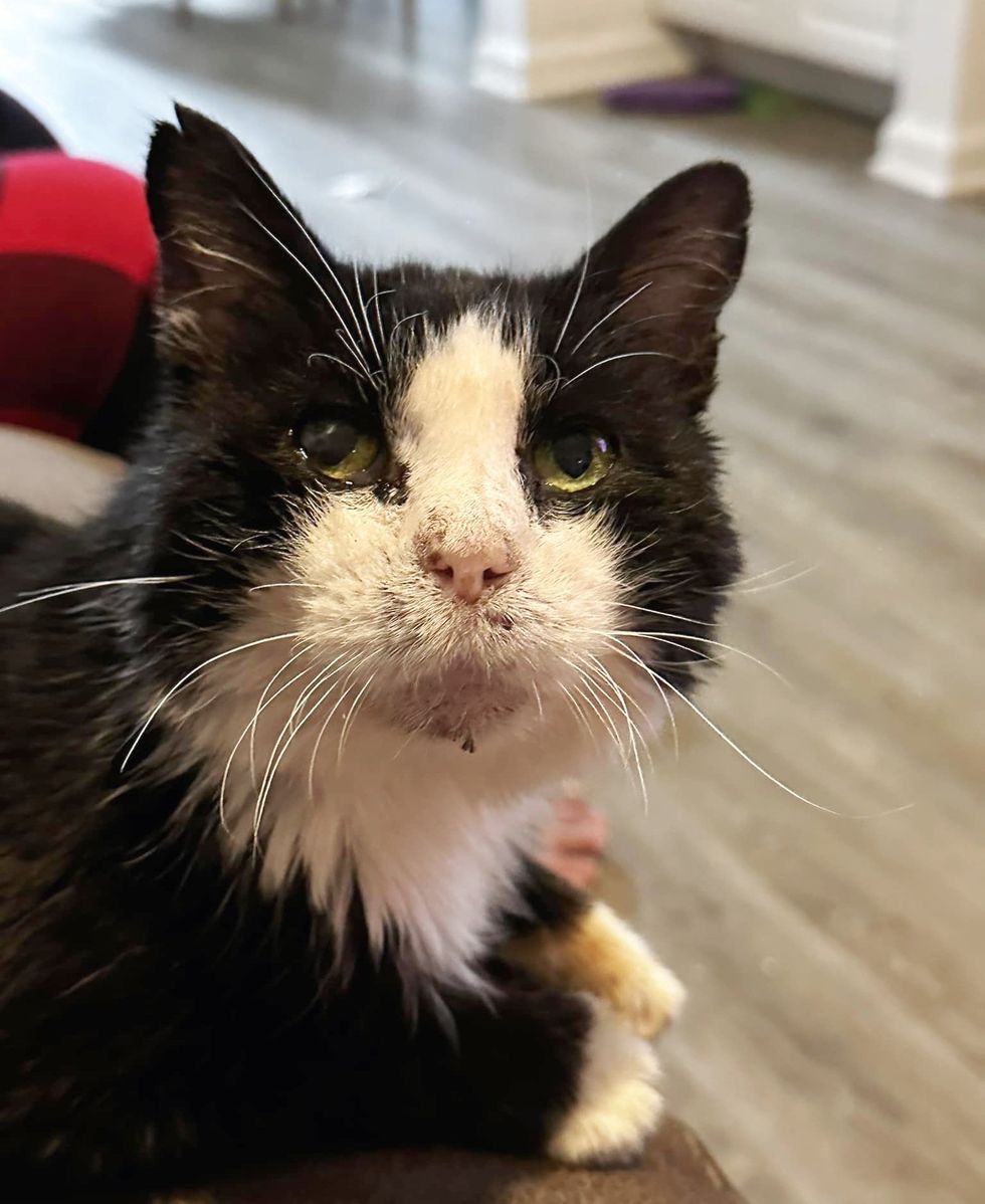 happy tuxedo cat nick