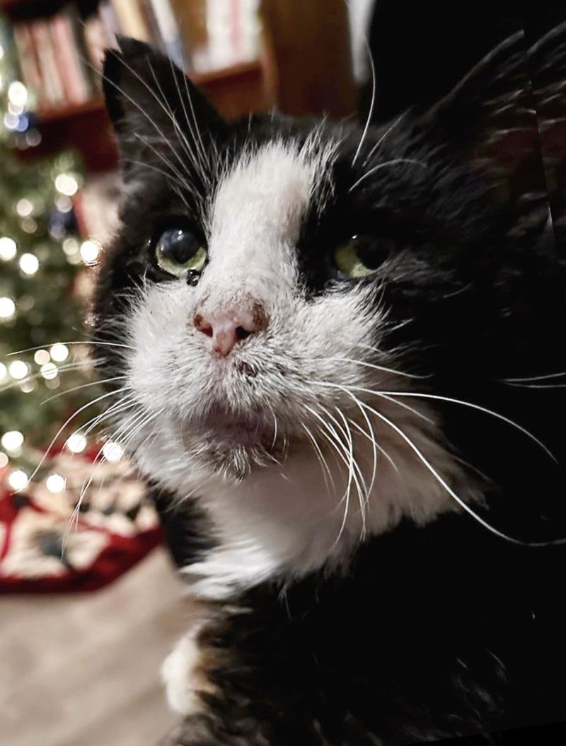 sweet tuxedo cat nick