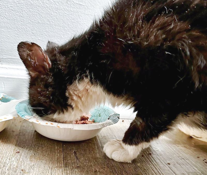 cat eating food