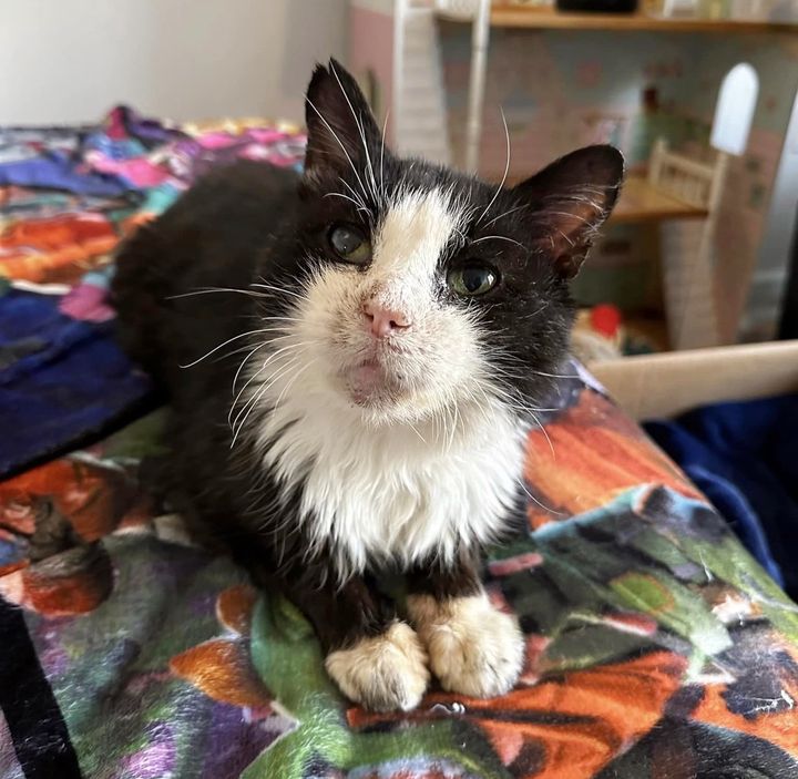rescued cat tuxedo