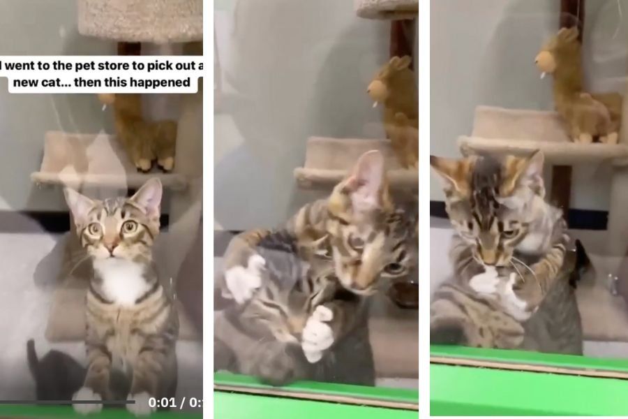 Kitten pushes sibling down when potential adopter visits Upworthy