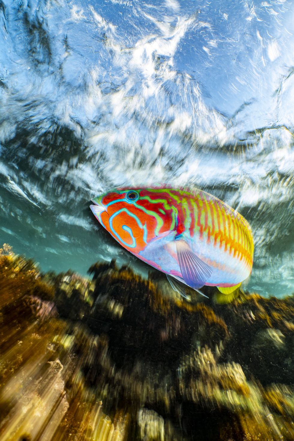 underwater photography