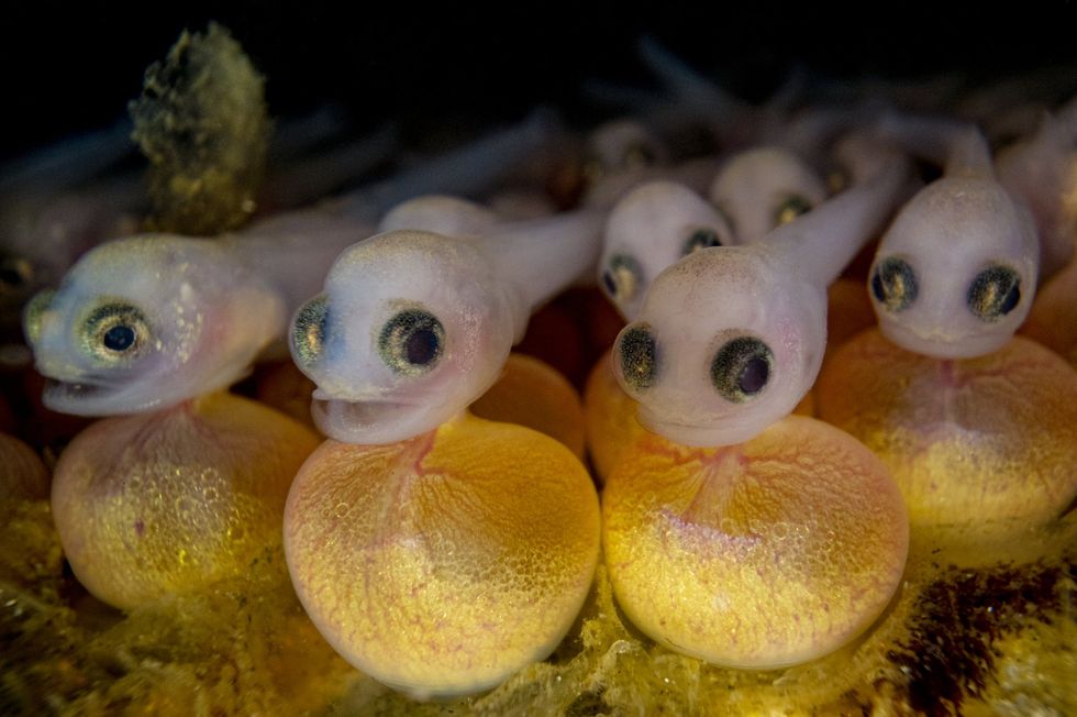 baby fish photograph