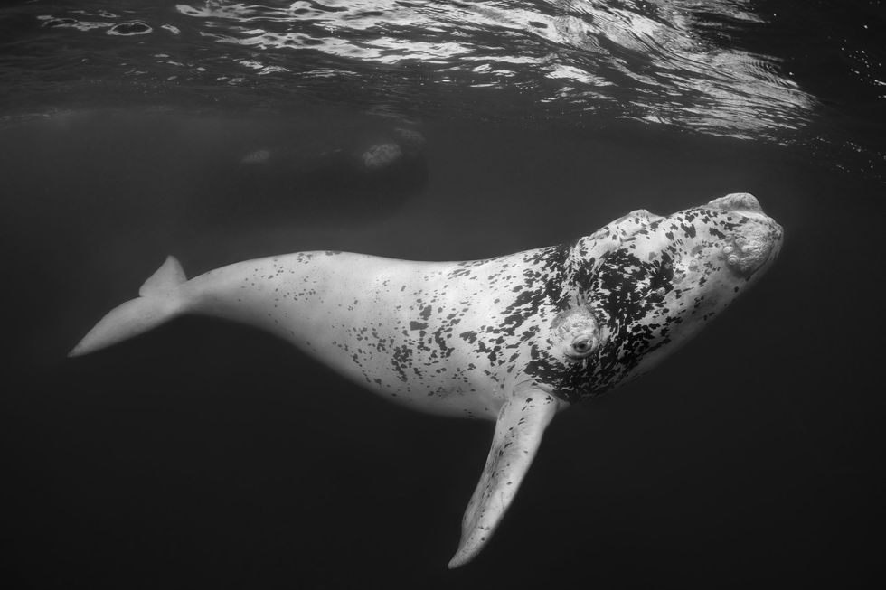 whale photos